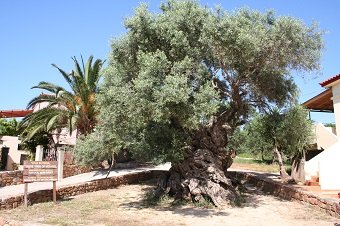 Le plus vieil olivier de Crète